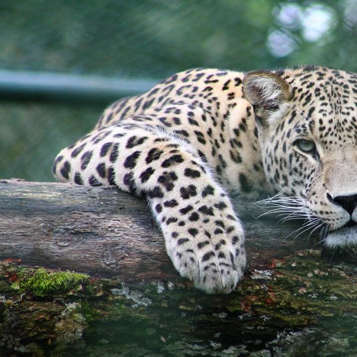 leopardo em galho de árvore puzzle deslizante online