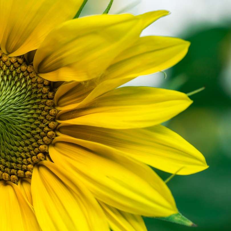 close-up foto van gele zonnebloemen online puzzel