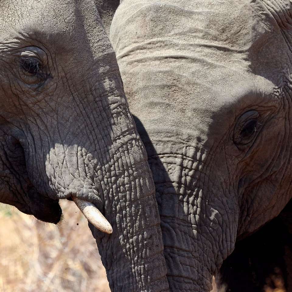 δύο γκρίζους ελέφαντες κατά τη διάρκεια της ημέρας συρόμενο παζλ online