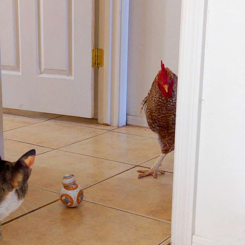 Brinquedo, gato e galinha do Star Wars BB-8 em piso frio puzzle deslizante online