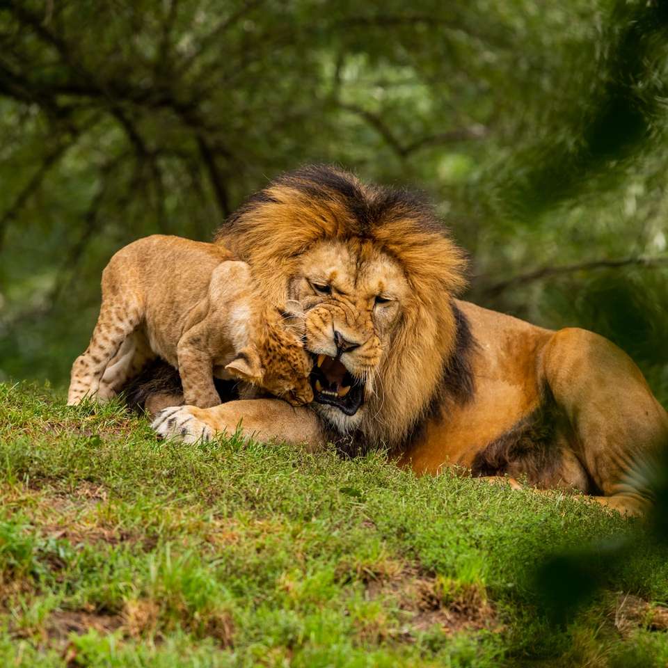 leão e leoa deitados no campo de grama puzzle online