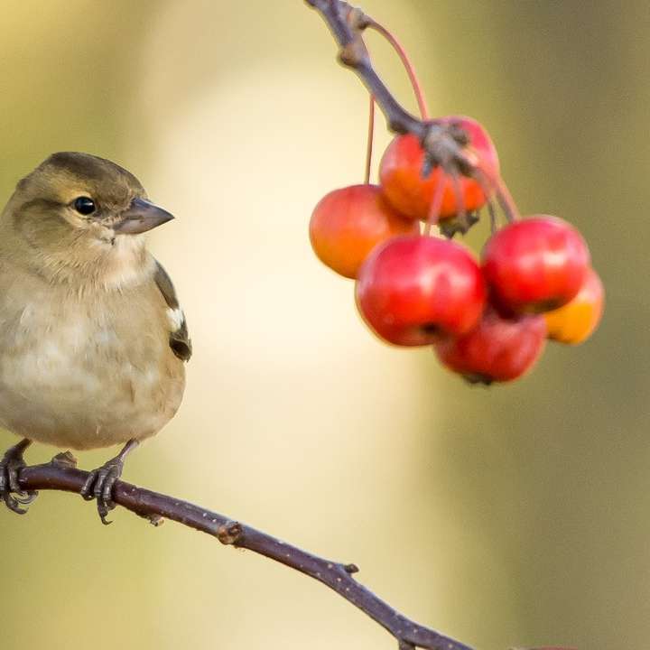 brown sparrow perched near red fruits online puzzle