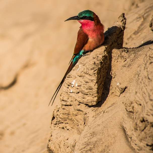 groene en bruine vogel op bruin zand overdag online puzzel