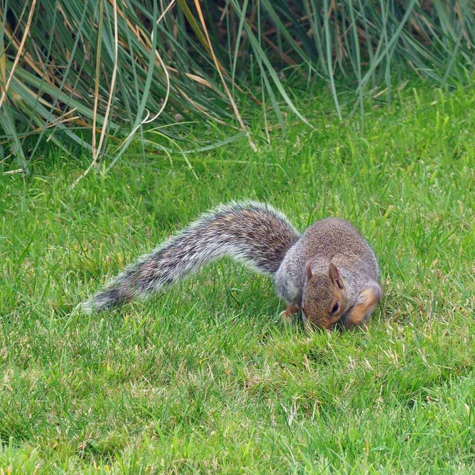 wiewiórka na zielonej trawie w ciągu dnia puzzle online
