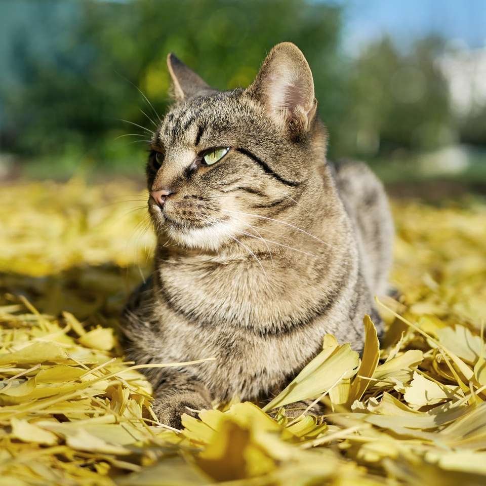 pisică tigrată argintie pe frunze galbene alunecare puzzle online