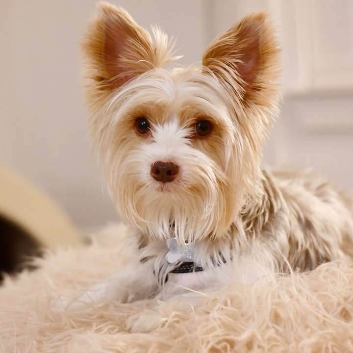 cane di piccola taglia a pelo lungo bianco e marrone puzzle online