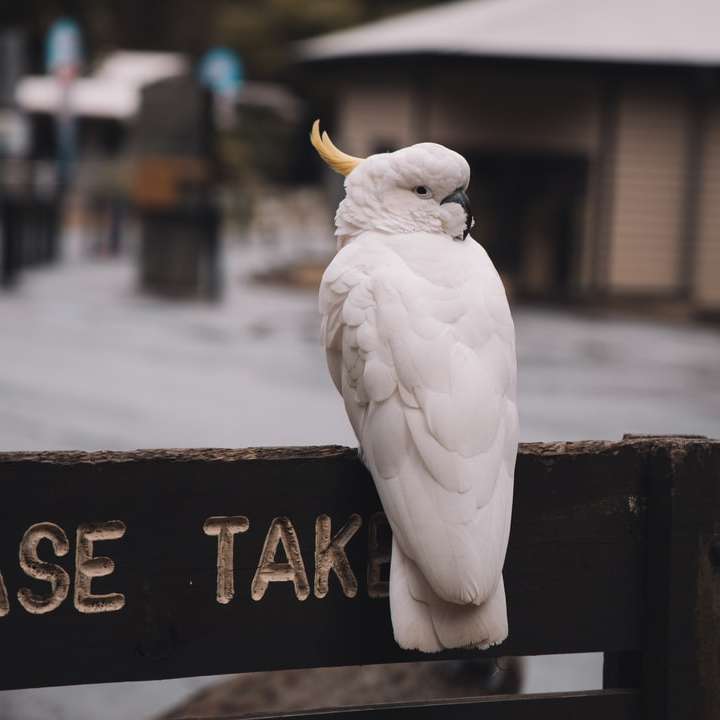 pássaro branco em sinalização de madeira preta puzzle online