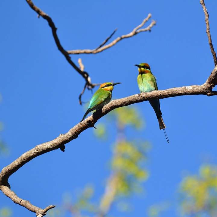 δύο πουλιά σκαρφαλωμένα σε κλαδί συρόμενο παζλ online