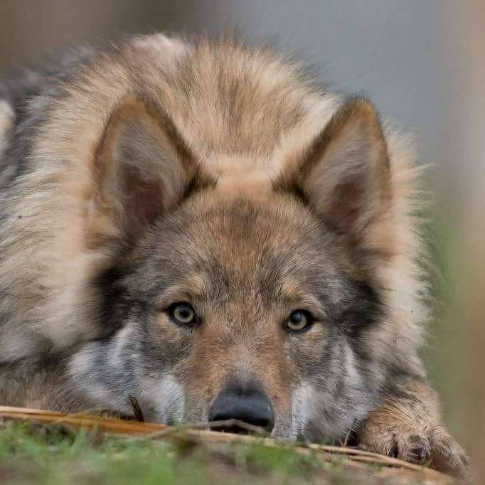 een wolf kijkt naar je schuifpuzzel online