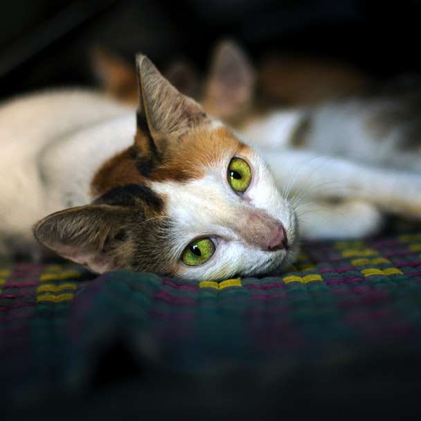 бяла и кафява котка, лежаща върху многоцветен текстил онлайн пъзел