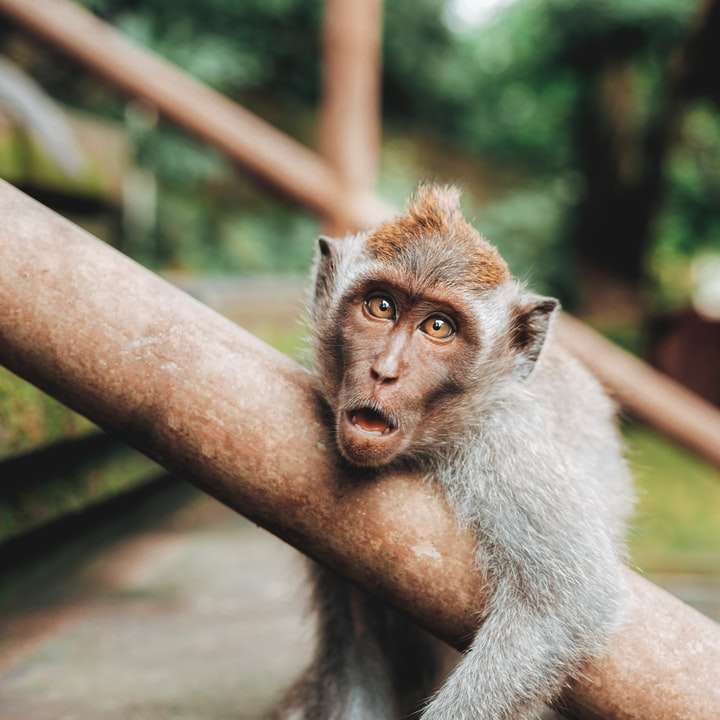 shallow focus photography of monkey hugging handrail sliding puzzle online