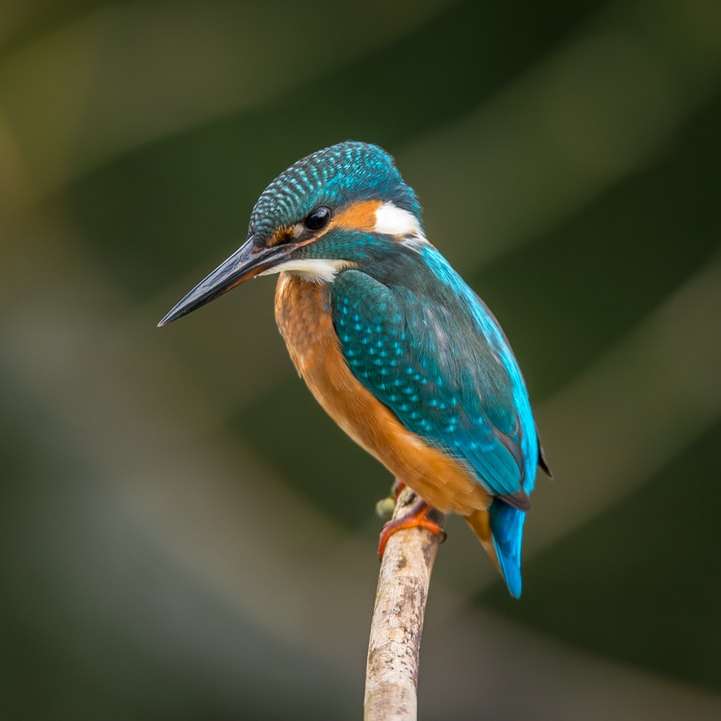 selective focus photography of blue kingfisher sliding puzzle online