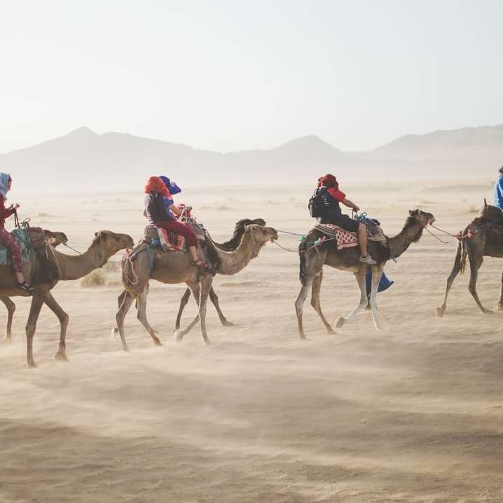 група людей верхи на верблюдах на піщаних дюнах онлайн пазл