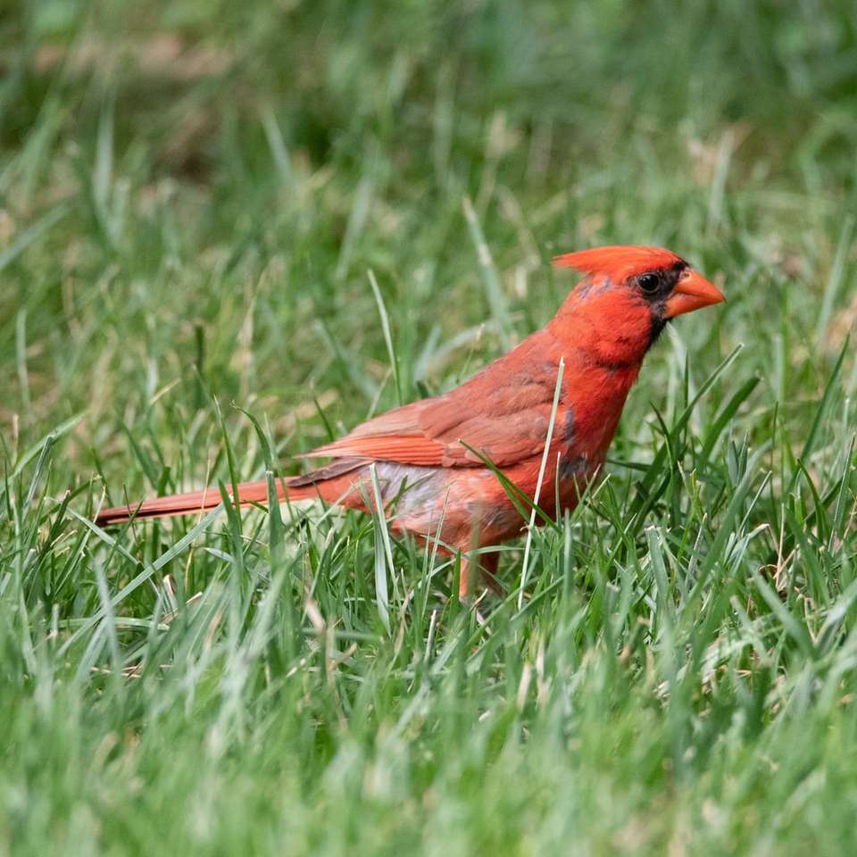 röd kardinalfågel på grönt gräs under dagtid Pussel online