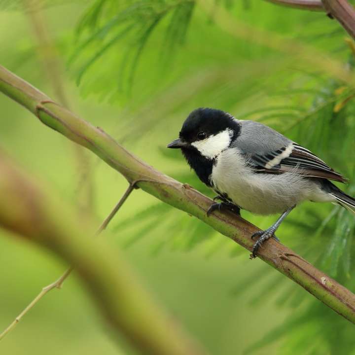 černobílý pták na větvi stromu online puzzle