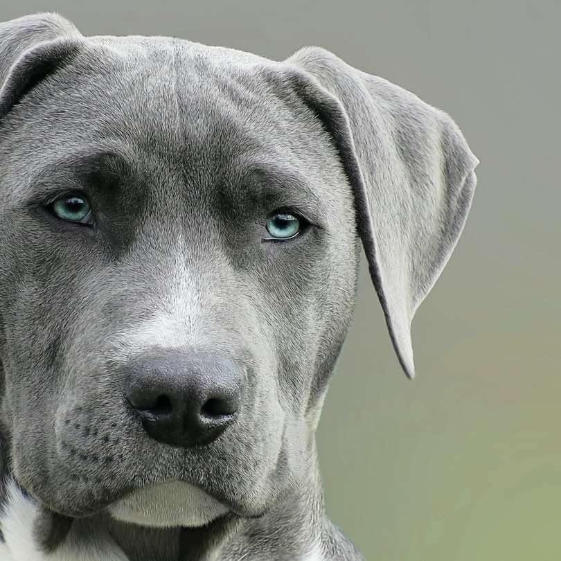 fokusera fotografering av grå hund under dagtid glidande pussel online
