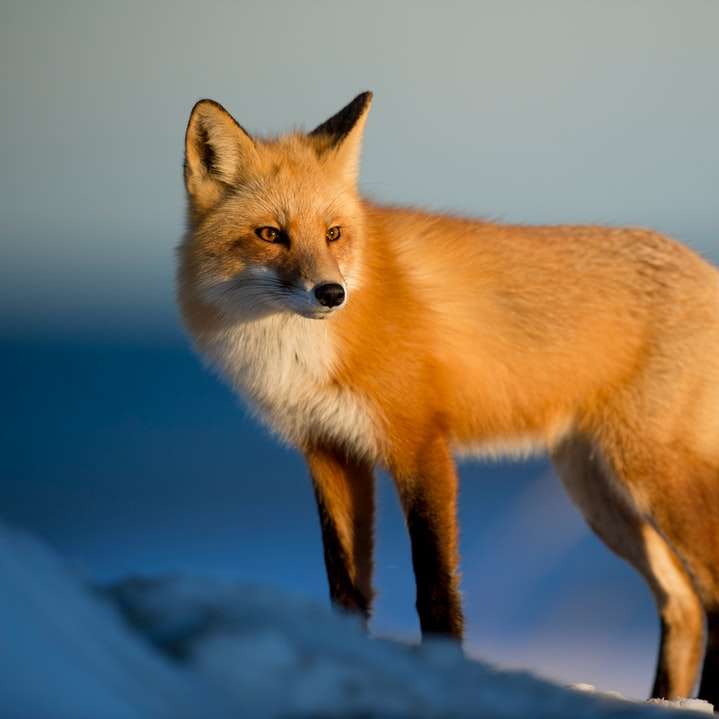 καφέ αλεπού στο πεδίο χιόνι συρόμενο παζλ online