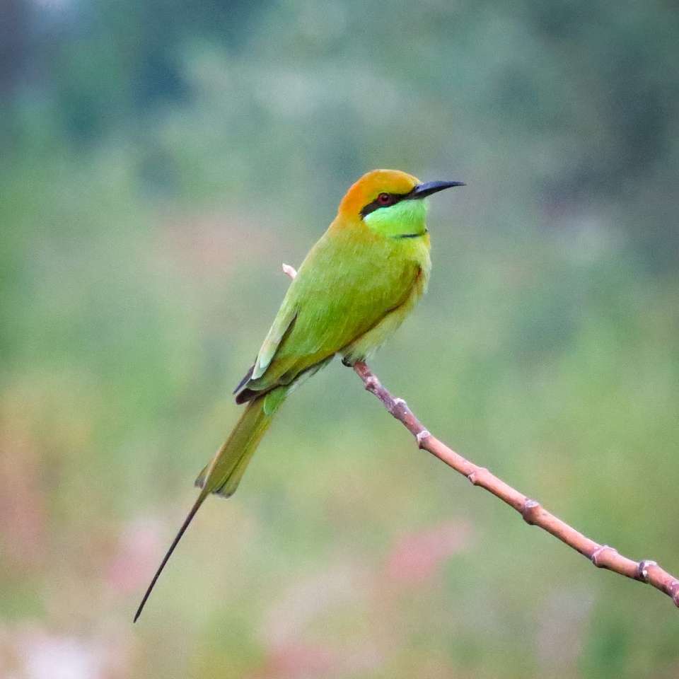 πράσινο και καφέ πουλί σε κλαδί δέντρου καφέ online παζλ