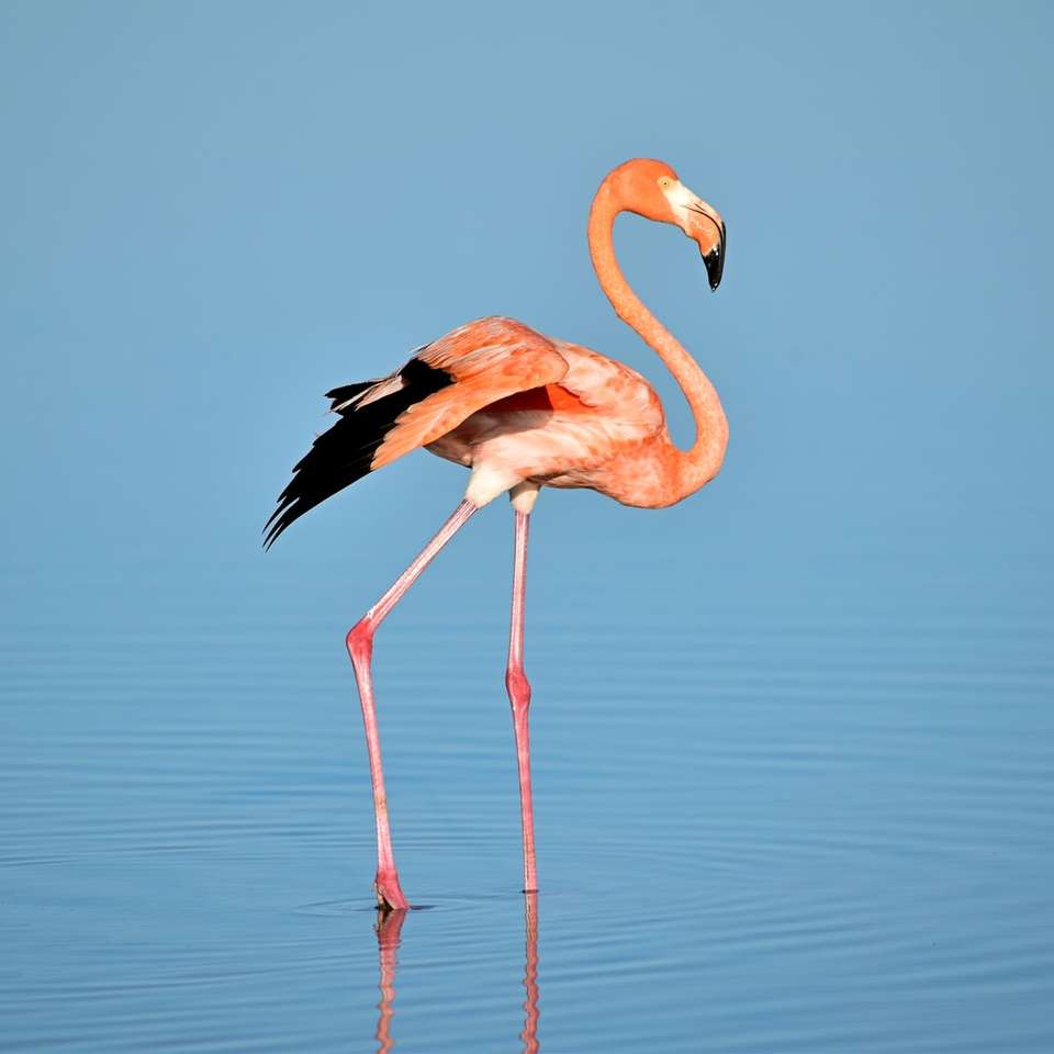 zdjęcie flaminga na wodzie puzzle przesuwne online