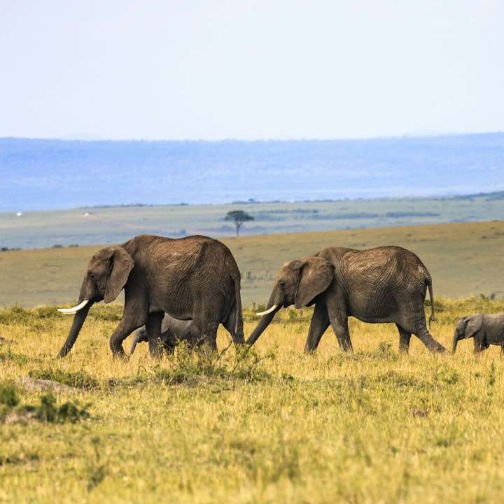 fem elefanter på brunt gräs Pussel online