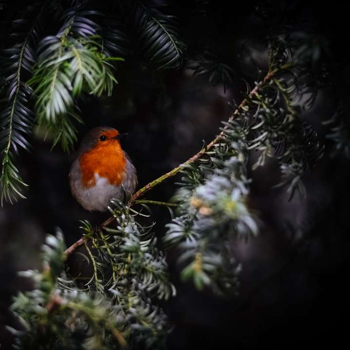 uccello arancione sul ramo di un albero puzzle scorrevole online