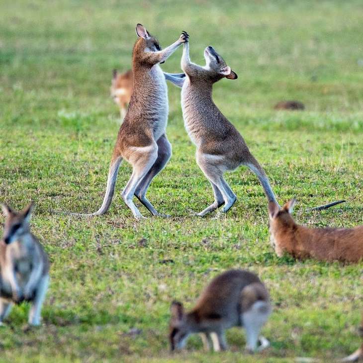 känguruer på gräsplanen Pussel online