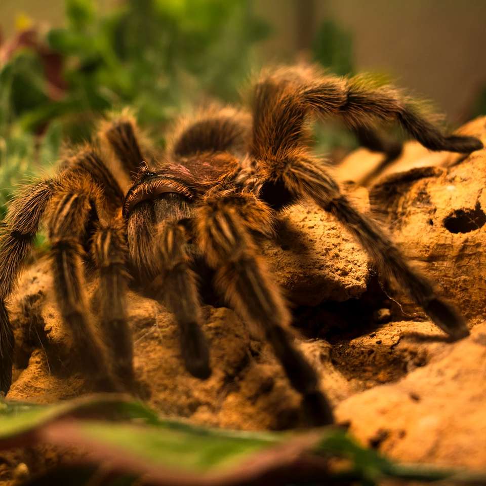 zöld és fekete tarantula barna talajon csúszó puzzle online