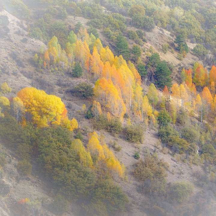 gröna och gula träd på berget Pussel online