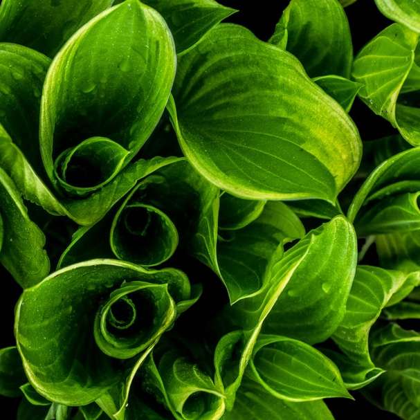 Foto en primer plano de plantas de hojas verdes puzzle deslizante online