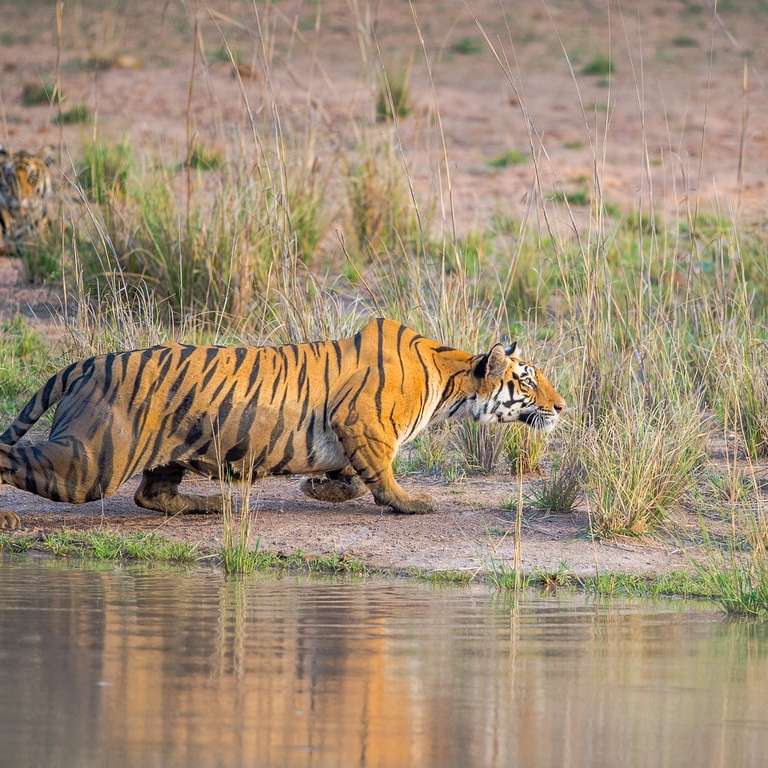 tiger on water during daytime sliding puzzle online