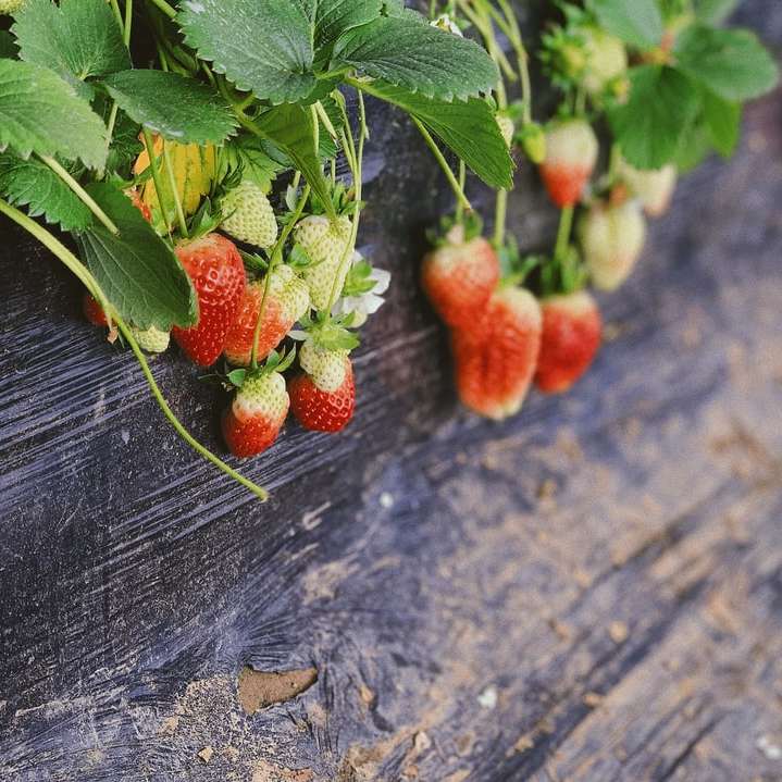 aardbeien plant in pot schuifpuzzel online