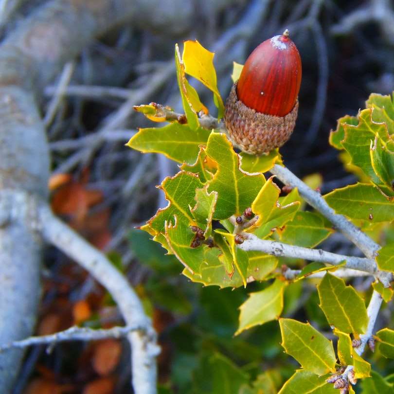 barna és zöld növény barna fa ága csúszó puzzle online