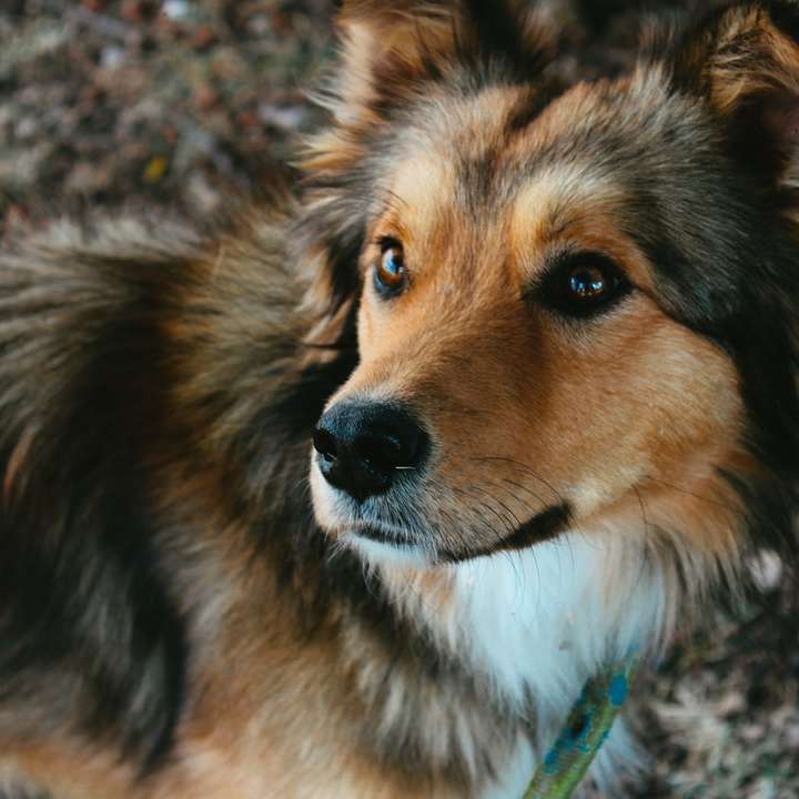 茶色と黒の長いコーティングされた犬 スライディングパズル・オンライン
