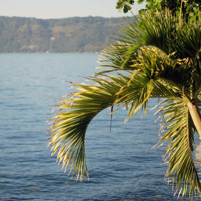 palmier verde lângă corpul de apă în timpul zilei alunecare puzzle online