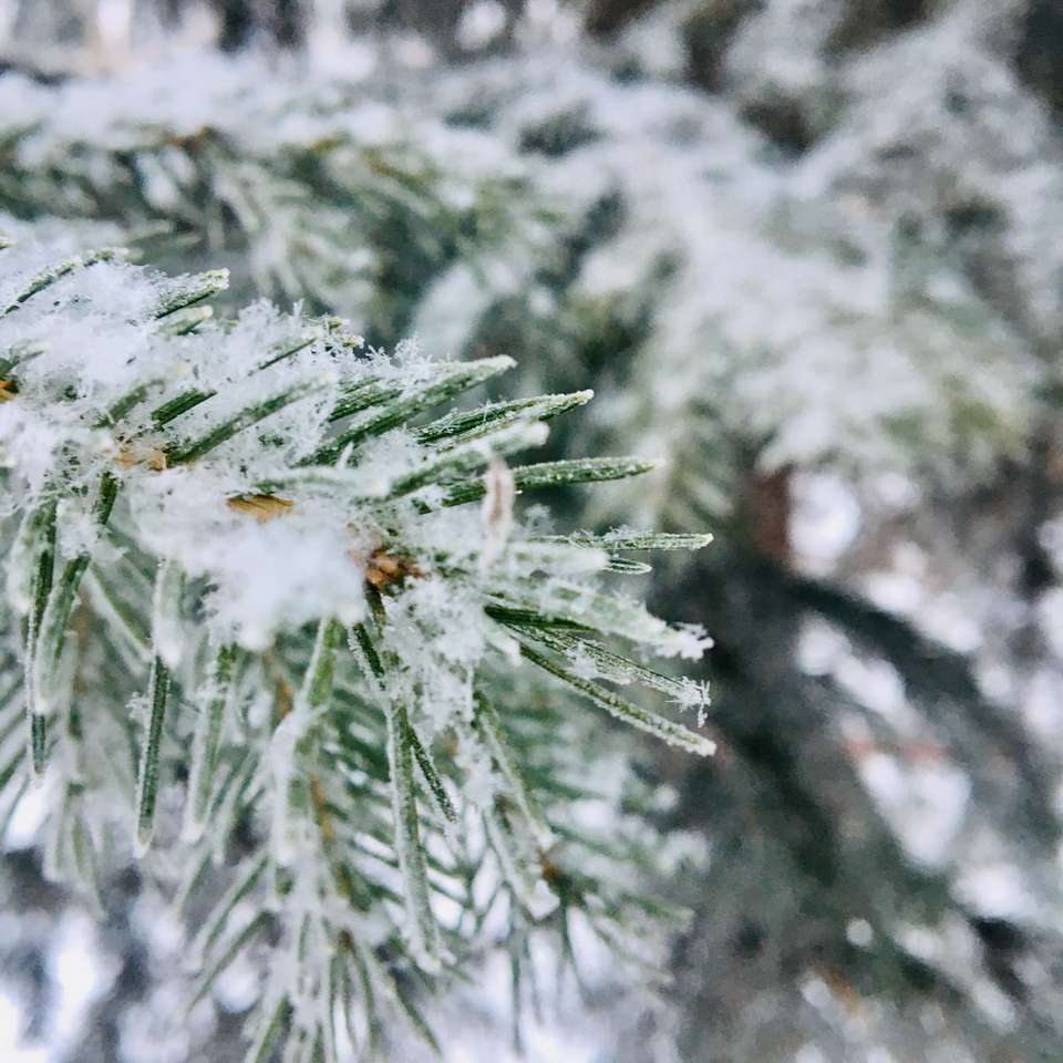 zöld fenyőfa hóval borított csúszó puzzle online