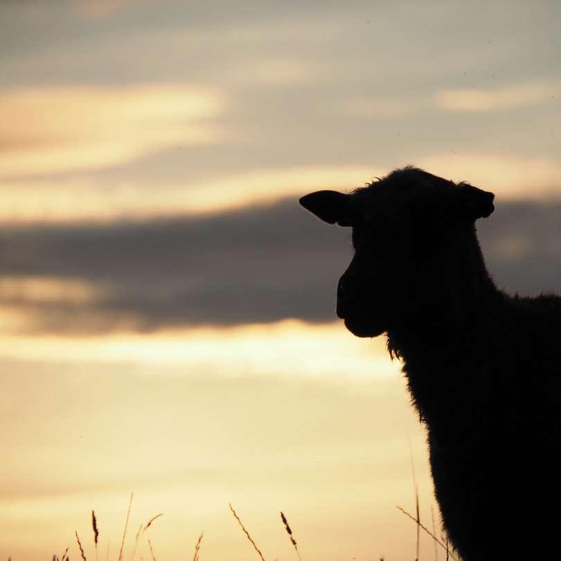 silhouette di cavallo sul campo di erba marrone durante il tramonto puzzle online