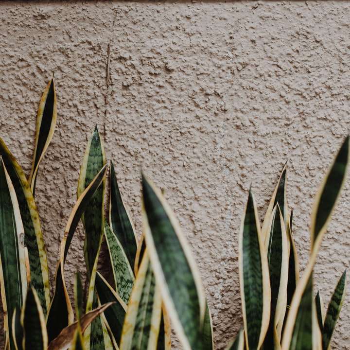 白いコンクリートの壁の横にある緑の植物 スライディングパズル・オンライン