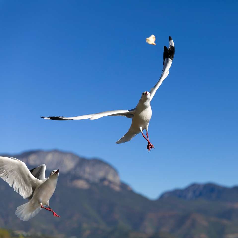uccello bianco che vola durante il giorno puzzle scorrevole online