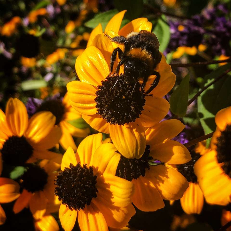 schwarze und gelbe Biene auf gelber Blume Schiebepuzzle online