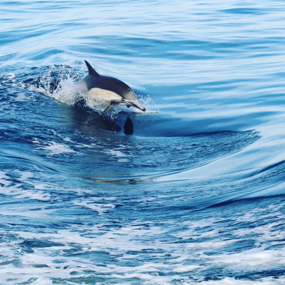 svartvit delfin i vatten Pussel online