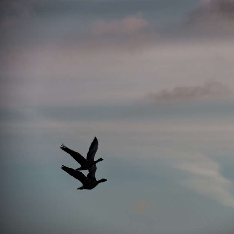 Vogel fliegt tagsüber über Wolken Schiebepuzzle online
