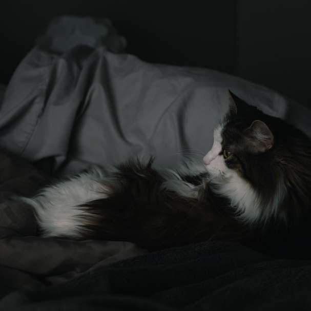 γάτα σμόκιν ξαπλωμένη στο κρεβάτι συρόμενο παζλ online