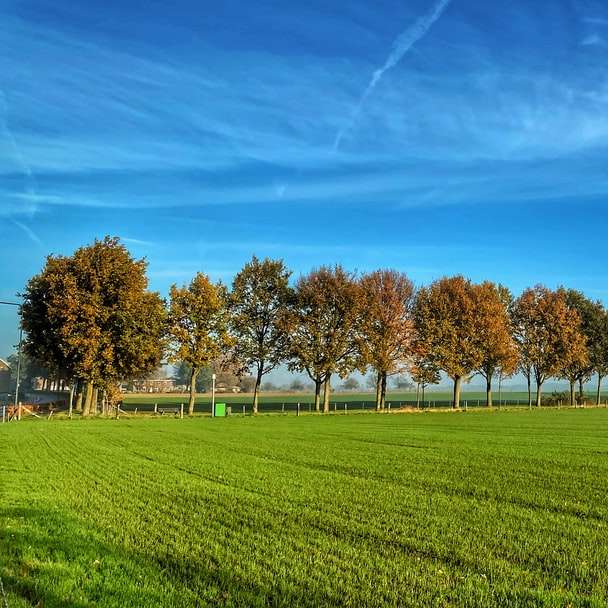 campo de grama verde com árvores sob o céu azul durante o dia puzzle deslizante online