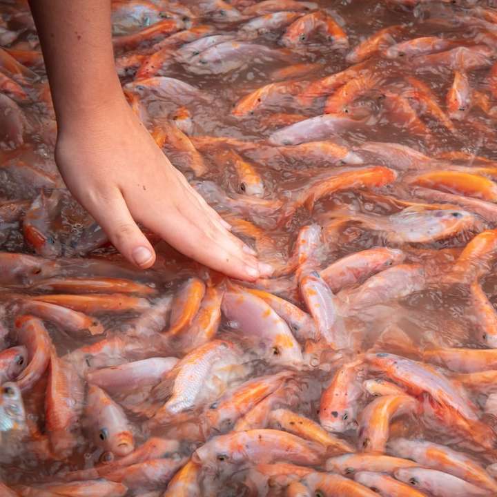 person holding orange and white fishes sliding puzzle online