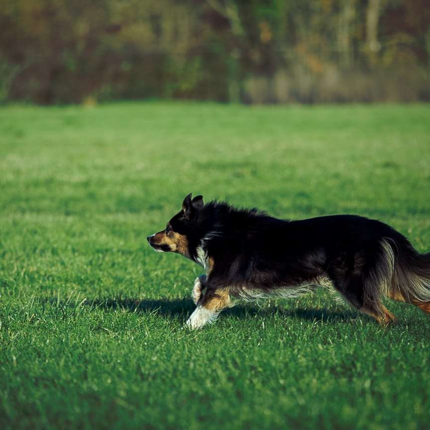 черно-белая длинношерстная собака онлайн-пазл