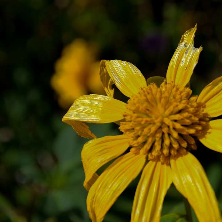 floare galbenă în lentilă de înclinare puzzle online