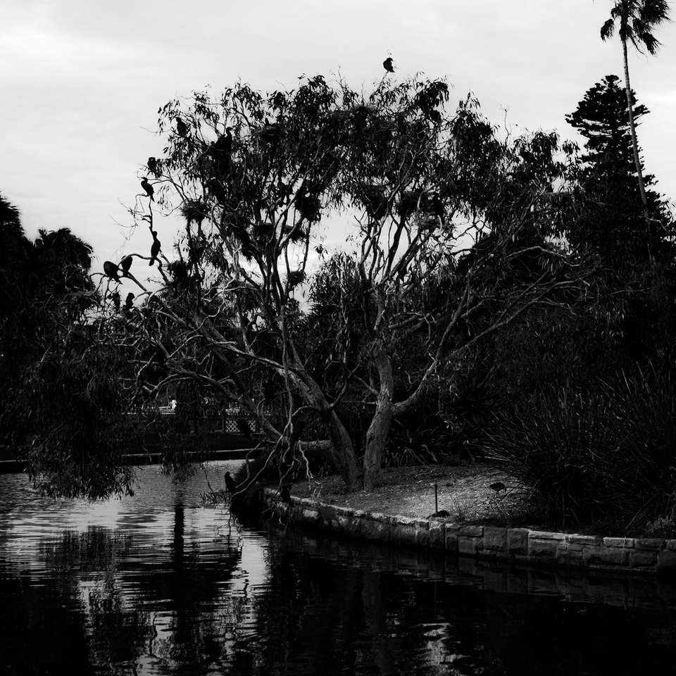 grijswaardenfoto van bomen in de buurt van water online puzzel
