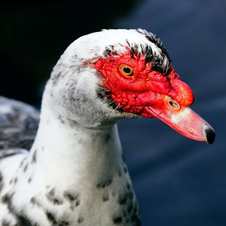 biało-czerwona kaczka na czarnej skale puzzle przesuwne online