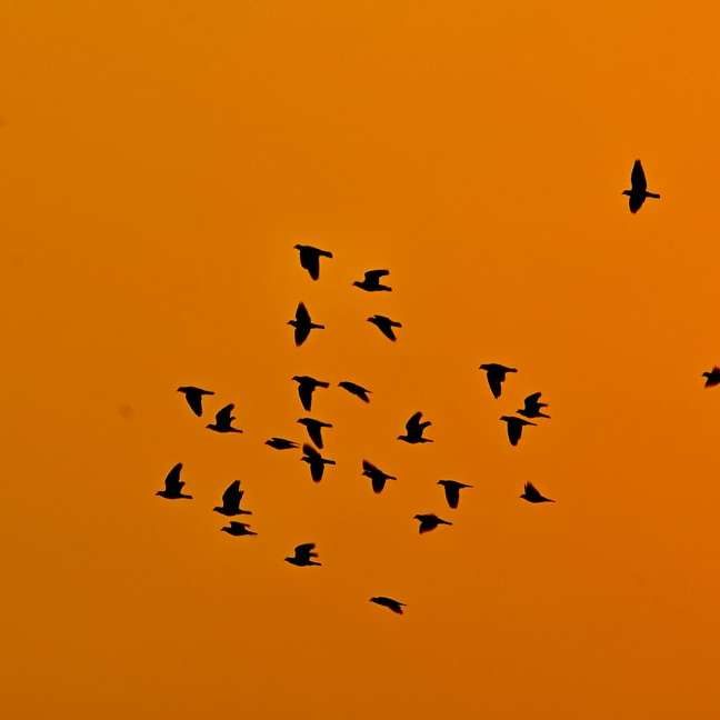 hejno ptáků létajících pod modrou oblohou během dne online puzzle