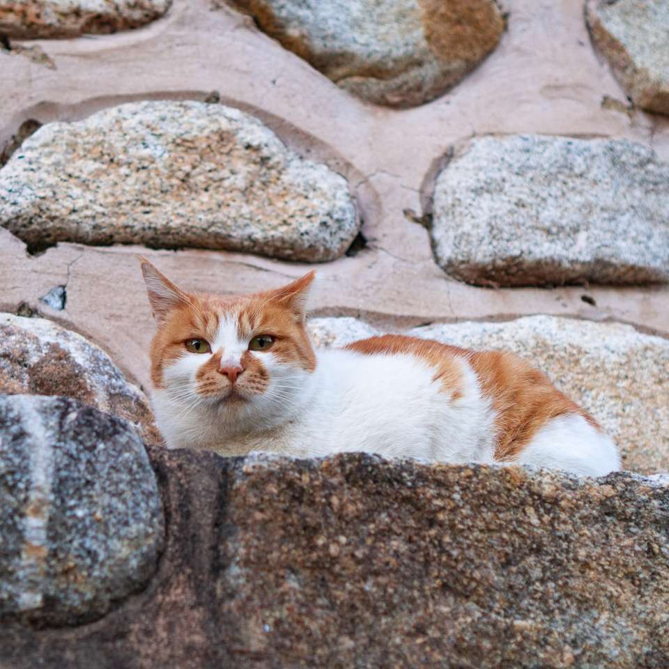 оранжева и бяла котка, лежаща на скала плъзгащ се пъзел онлайн
